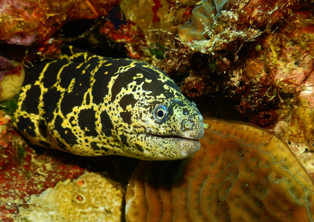 Chain moray eel
