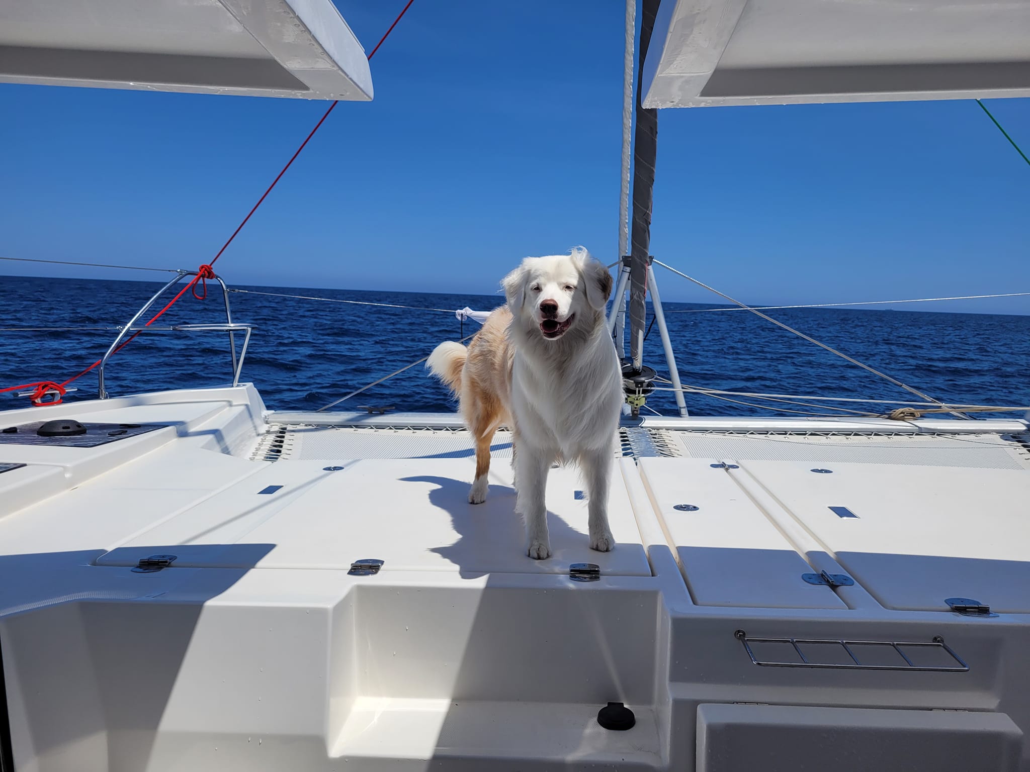 An owners insight into sailing with a dog aboard