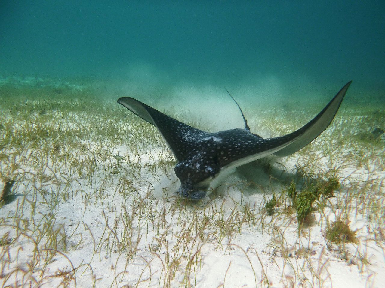 Living Afloat, Exploring Below: Diving the World by Sailboat